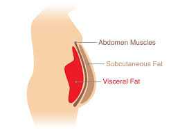 5 Ways to Fight Belly Fat - HerbaChoices
